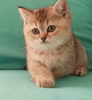 Chatons scottish fold scottish straight