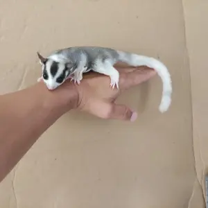 Sugar glider