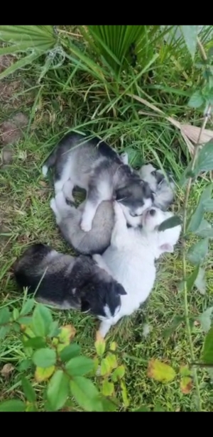 Husky alaskan malamute