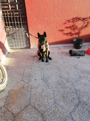 Vente malinois