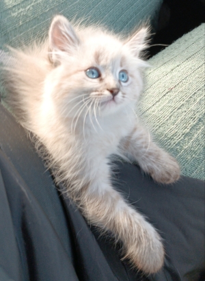 Sibérien chaton