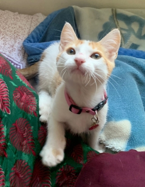 CHAT FEMELLE POUR ADOPTION