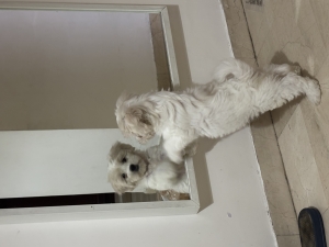 Bichon maltais 2 mois et demi