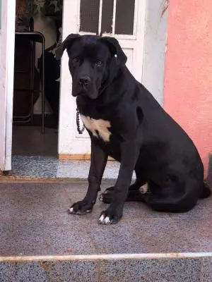 Chien cane Corso