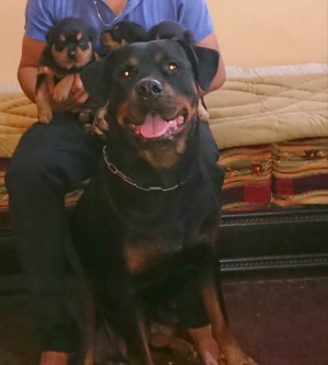 femelle Rottweiler