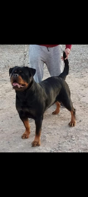 Rottweiler