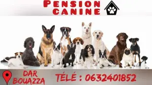 Pension chien