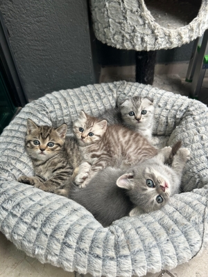 Scottish Tabby - Fold & Straight