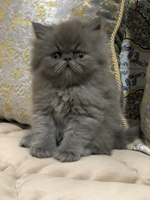 Chatons persan