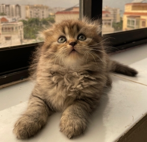 scottish fold longhair