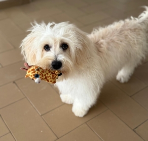 Bichon maltais femelle 5 mois