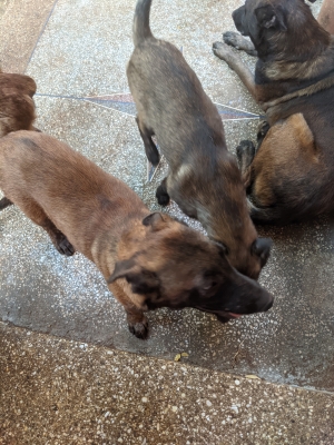 Vente de chiens