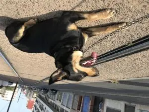 Femelle croisée (husky Rottweiler )