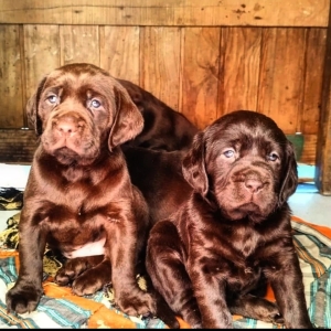 Labrador Chocolat