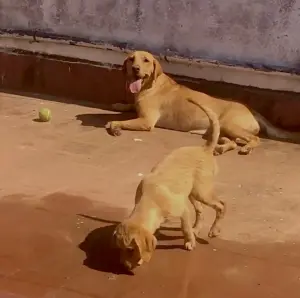 Je met vente d’eux chiens la race labrador âge de 4mois