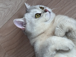 British shorthair