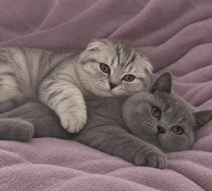 British & scottish fold