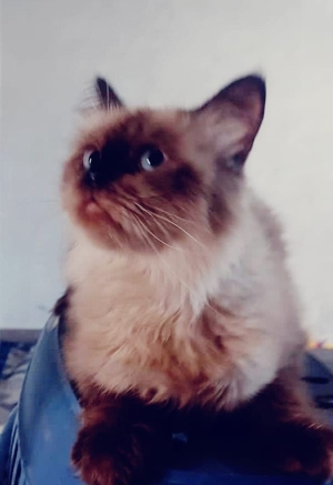 Persan himalayen