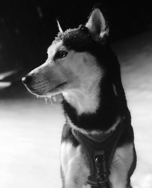 Recherche d'un foyer pour un Husky