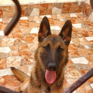 Chien berger malinois