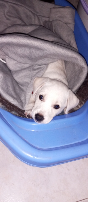 Labrador retriever famme