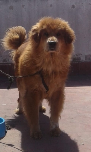 Mastiff de tibet