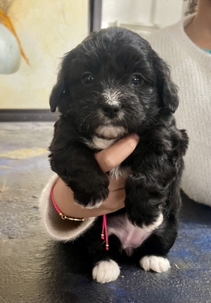 Adorables Chiots Bichons couleur Oreo