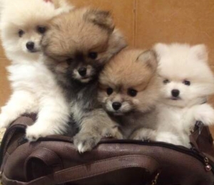 Spitz nain