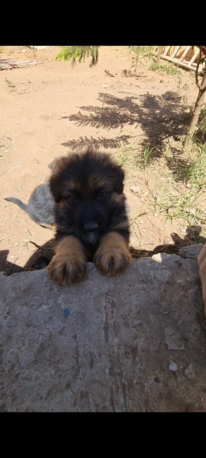 Chiots berger allemand