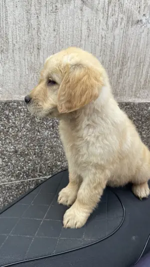 golden retriever