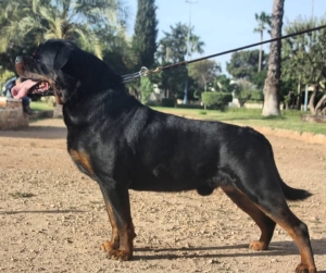 Chiots Rottweiler pedigree