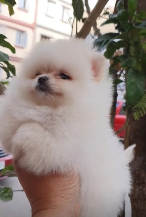 Spitz pomeranien de race