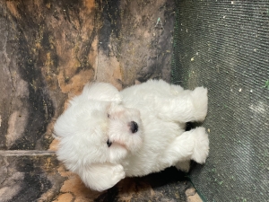 Bichon maltais