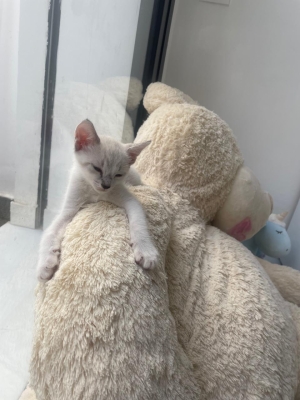 Chatons à adopter