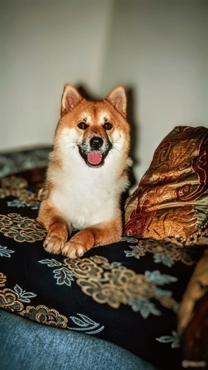 Shiba Inu