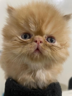 Chaton persan