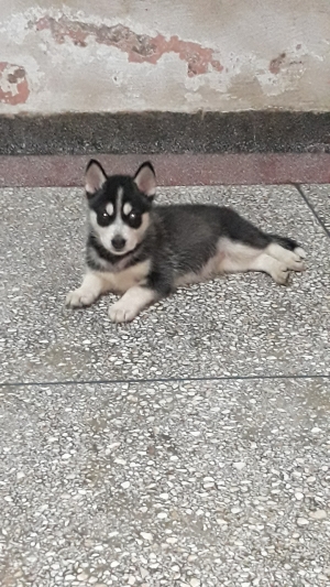 Husky chiots