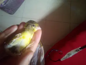 Canari perruche