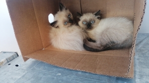 Chatons siamois