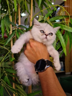 Persan exotic shorthair silver