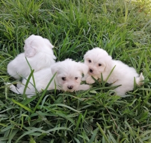 Bichon Maltais 💥