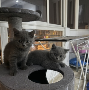 Chatons british shorthair Mâles (10 semaines) vaccinés