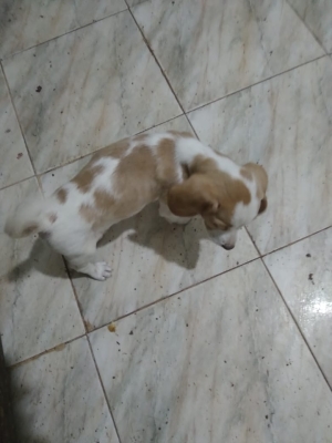 Chien  baegle