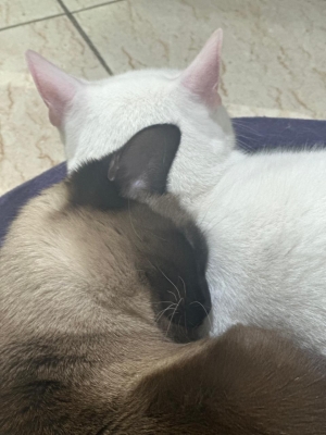 Chats à adopter