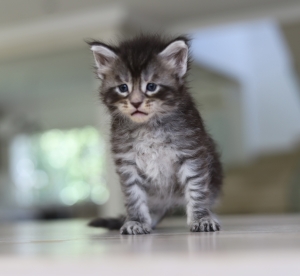 Chatons maine coons