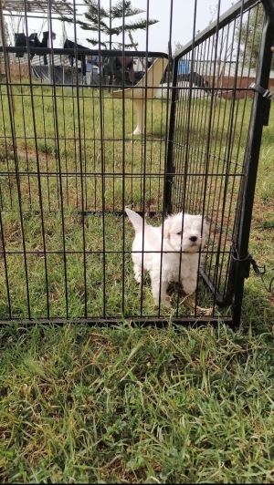 Bichon Maltais