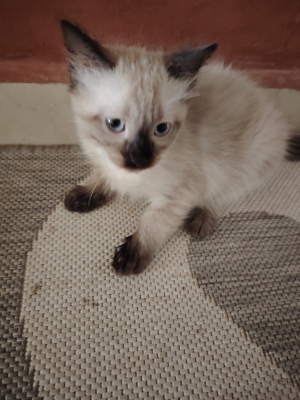 Chats a adopter