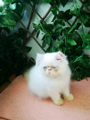 Chaton Persan pur race