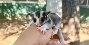 sugar glider