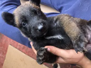 Vente de chiots Malinois 1 mois charbonné